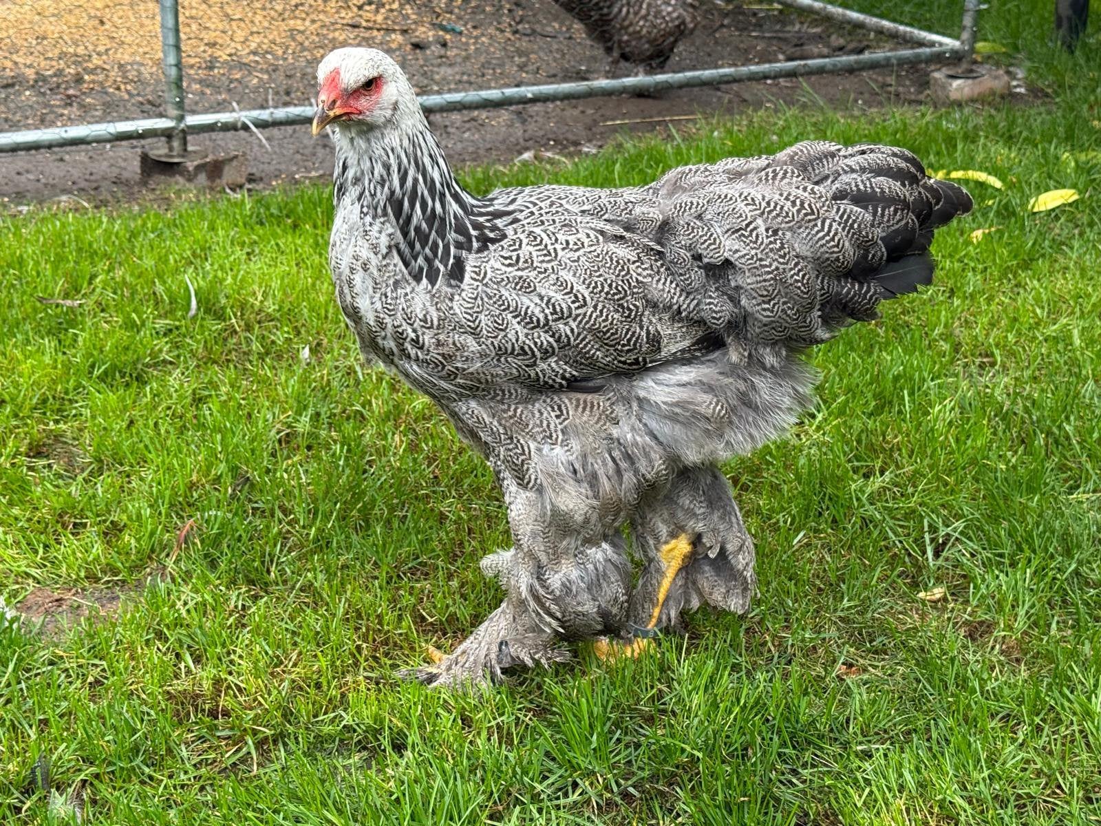 Brahma, Dieren en Toebehoren