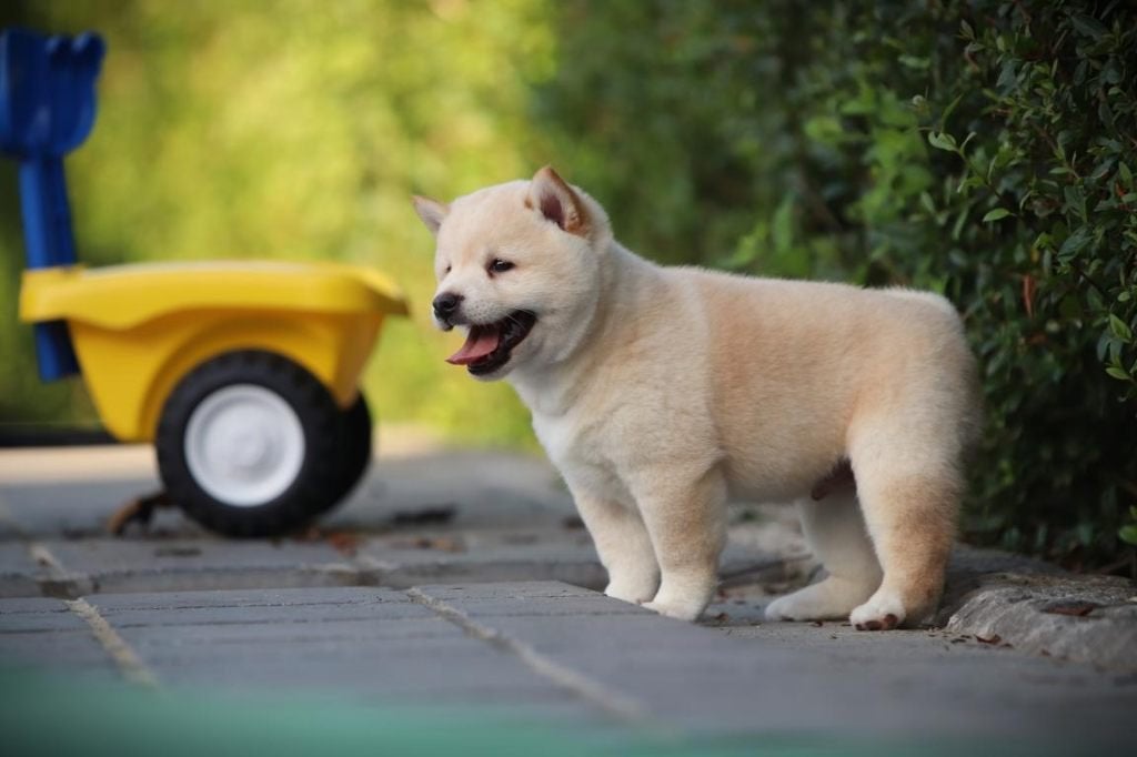 Creme kleurige Shiba INu pups
