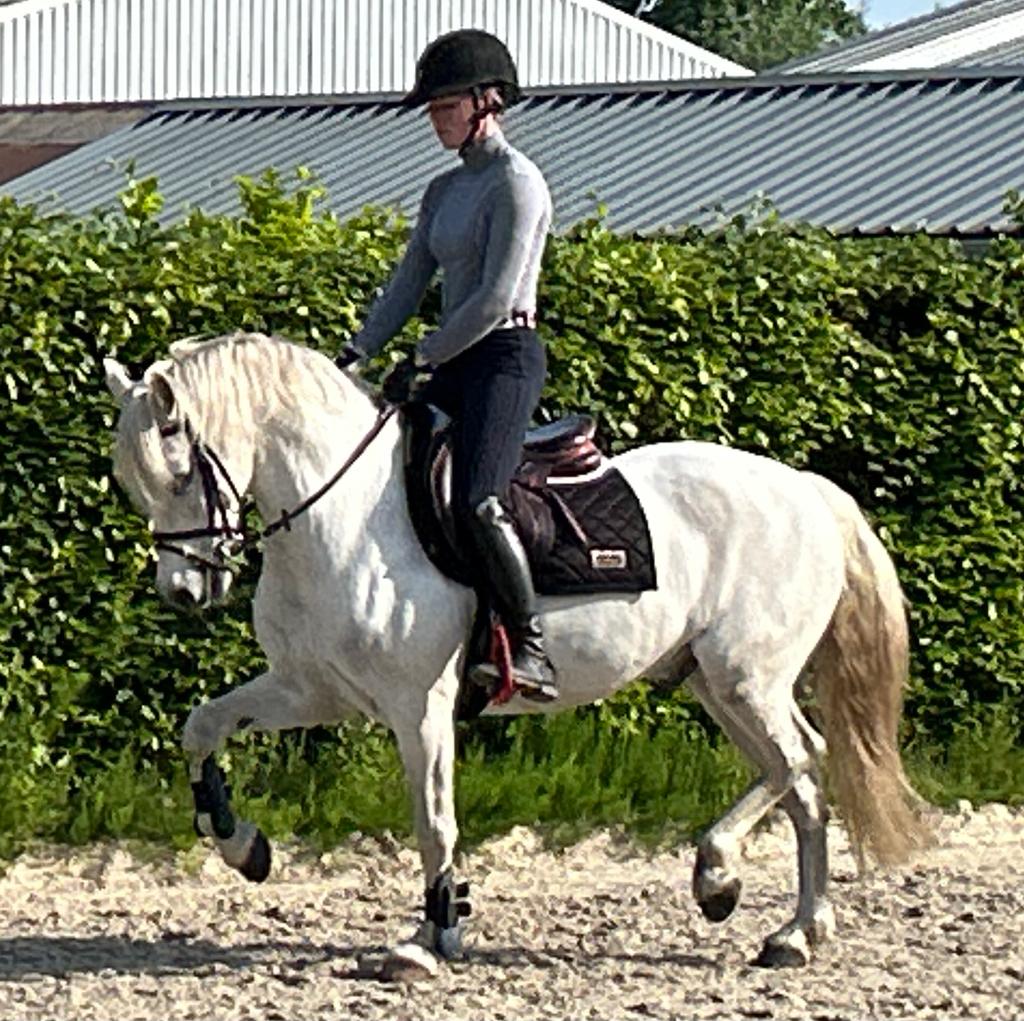 Welsh D-pony, Dieren en Toebehoren, Pony's, Ruin, Z, D pony (1.37m tot 1.48m), Springpony, 11 jaar of ouder, Met stamboom, Gechipt