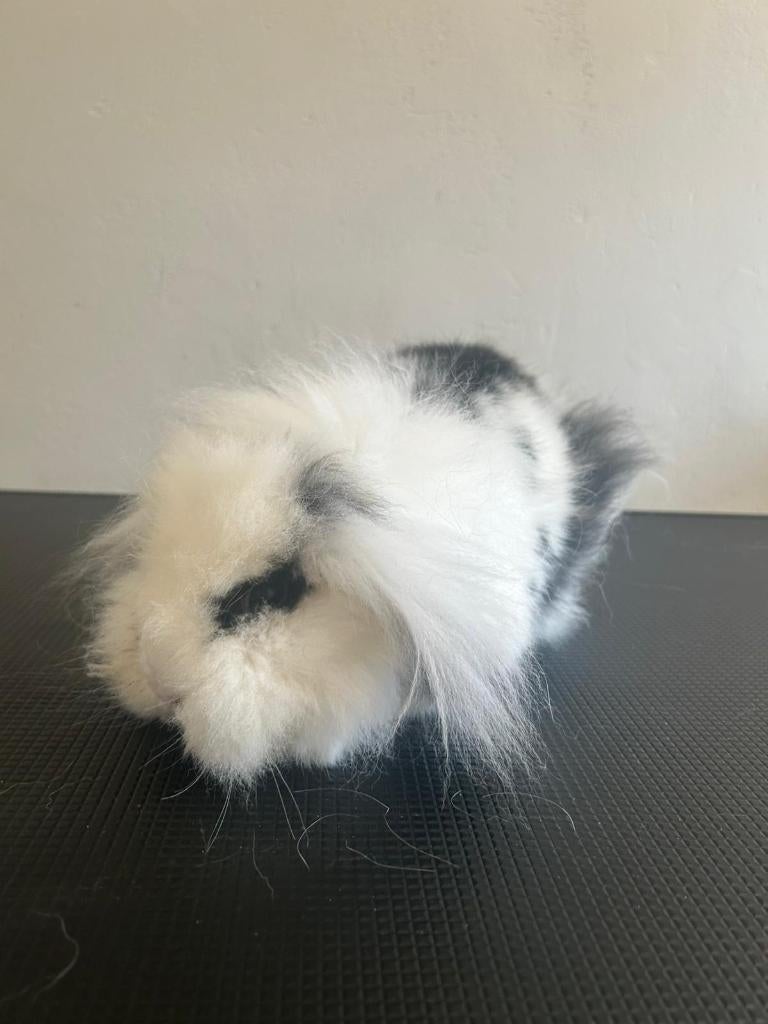 5 dwergkonijntjes, Dieren en Toebehoren, Konijnen, Meerdere dieren, Middelgroot, Hangoor, 0 tot 2 jaar