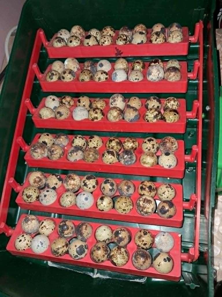 Oeufs de cailles du Japon, Animaux & Accessoires, Autres accessoires pour animaux, Enlèvement, Neuf