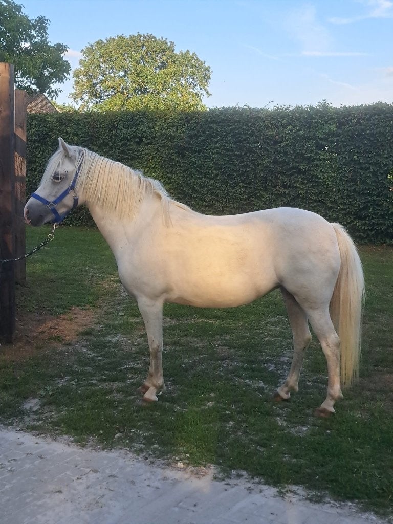 Brave kinderpony, Dieren en Toebehoren, Pony's, Merrie, Niet van toepassing, Springpony, C pony (1.27m tot 1.37m)