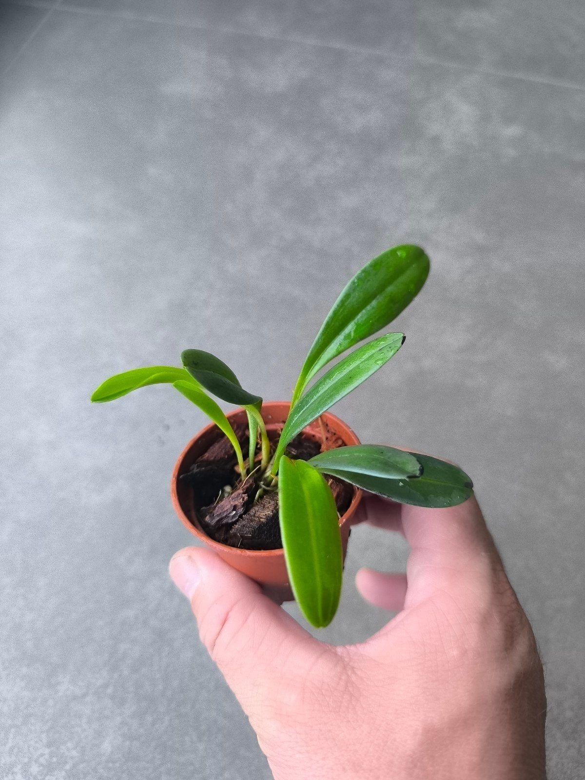 Mini-orchidée Masdevalia floribunda, Enlèvement ou Envoi