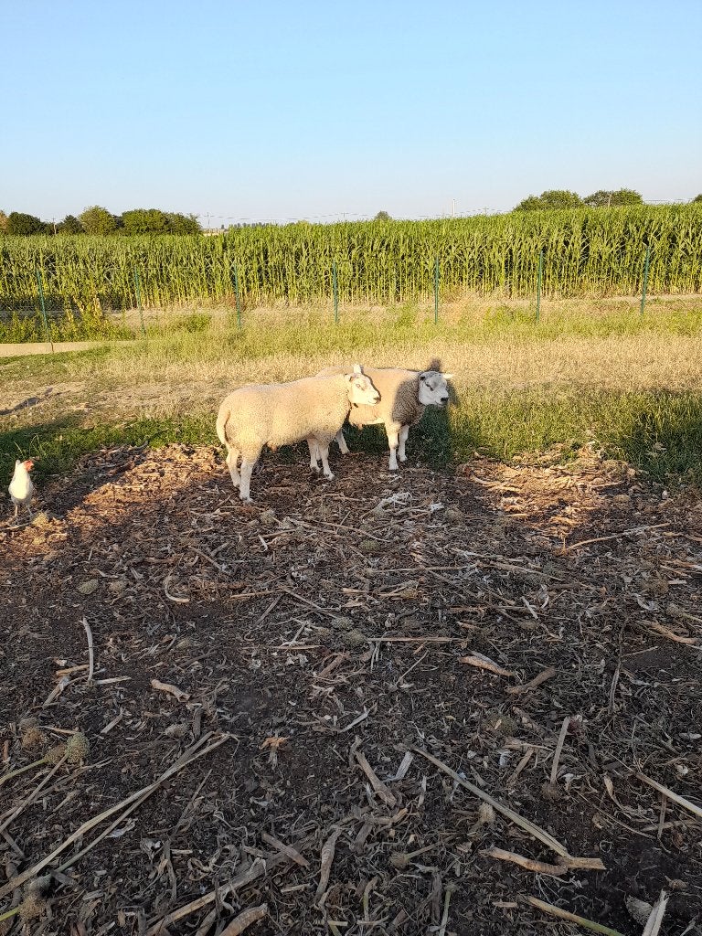 schaap, Dieren en Toebehoren, Schapen, Geiten en Varkens, Mannelijk, Schaap, 0 tot 2 jaar