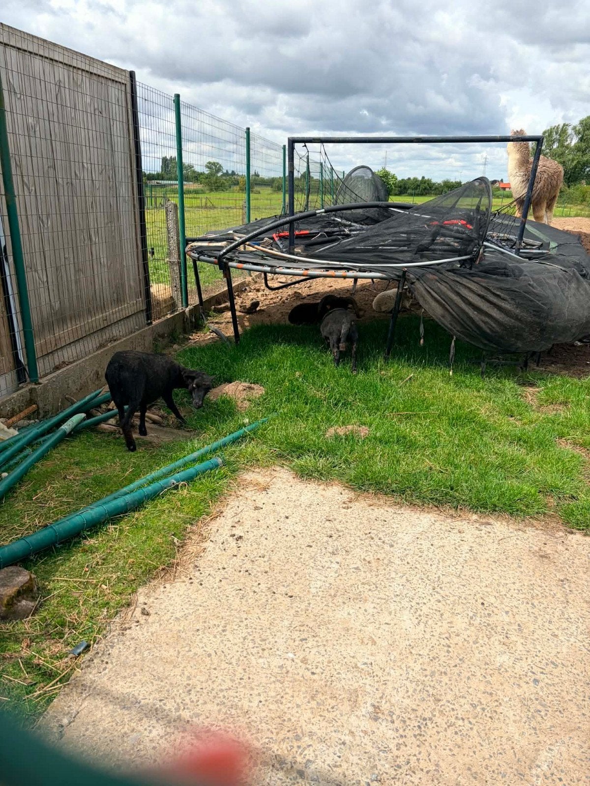 Ouessant schapen te koop, Animaux & Accessoires, Moutons, Chèvres & Cochons