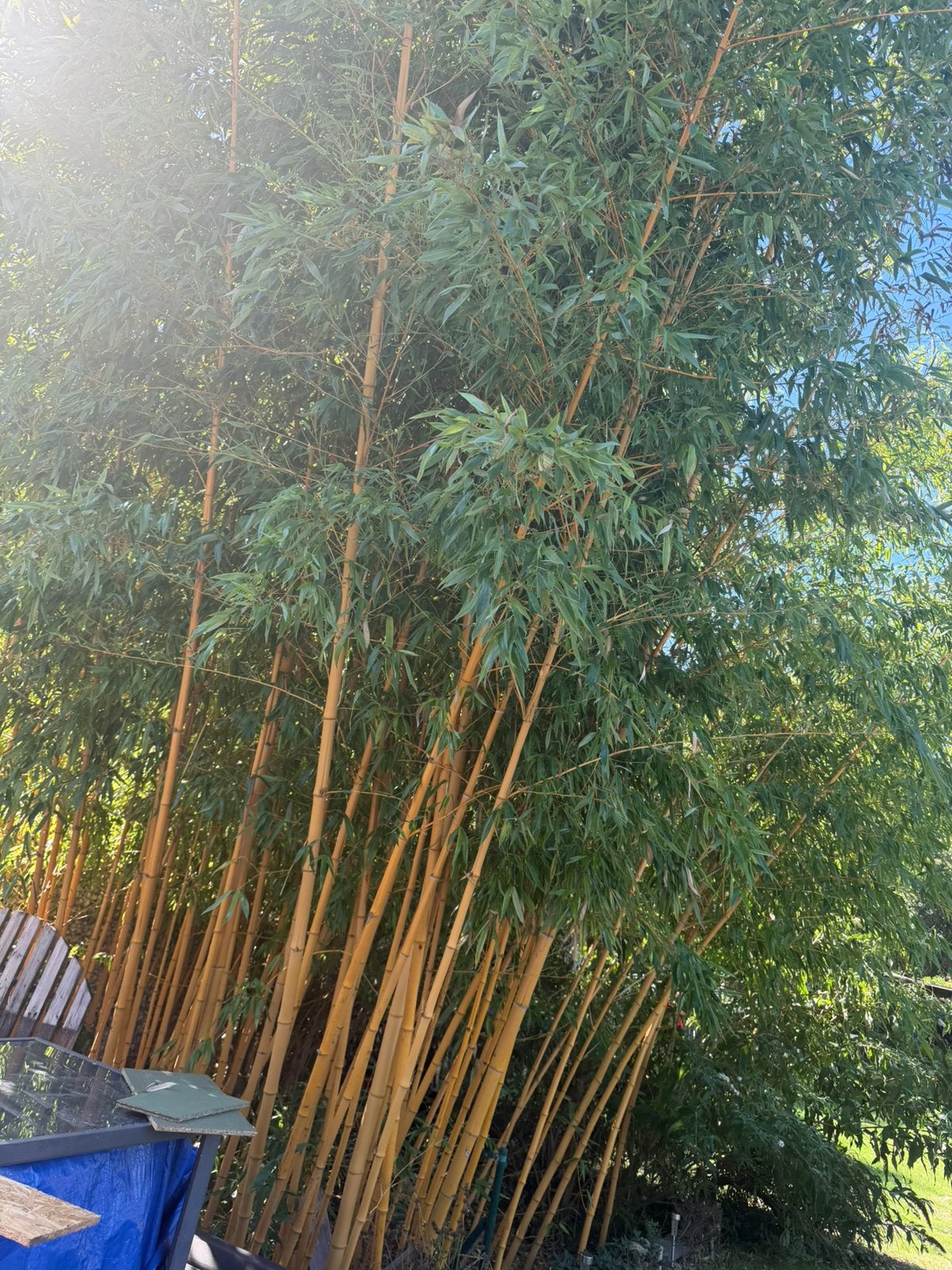 bamboo, Tuin en Terras, Ophalen