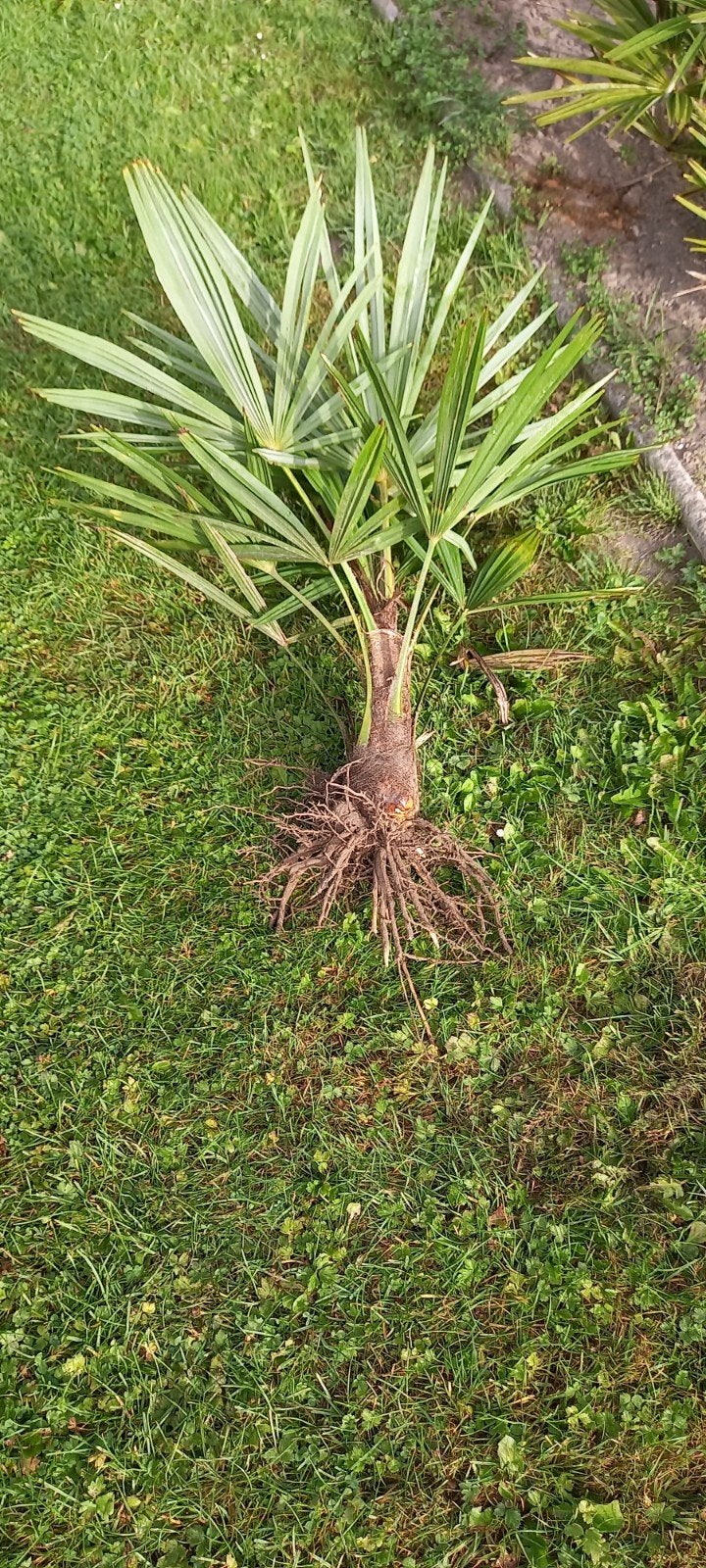 palm en bananenbomen., Ophalen