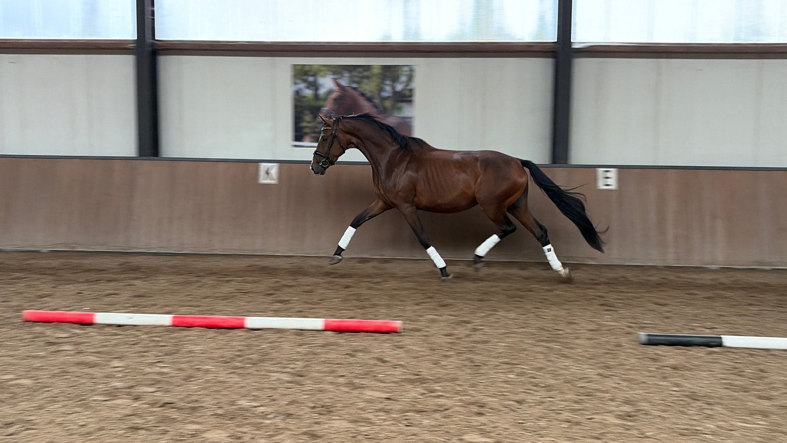 3 jarige merrie met potentie!, Dieren en Toebehoren, Paarden, Merrie, Met stamboom, Dressuurpaard, Zadelmak