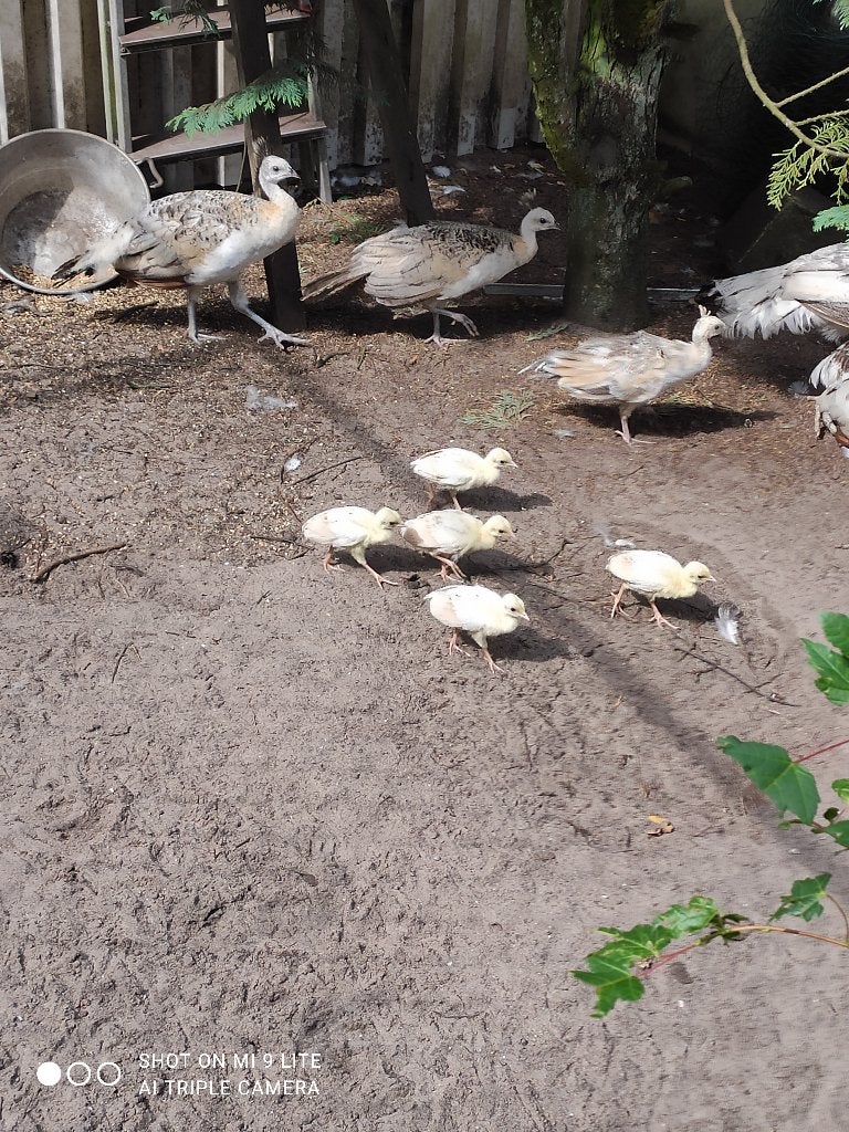 4 zwartvleugel kuikentjes, Dieren en Toebehoren, Pluimvee