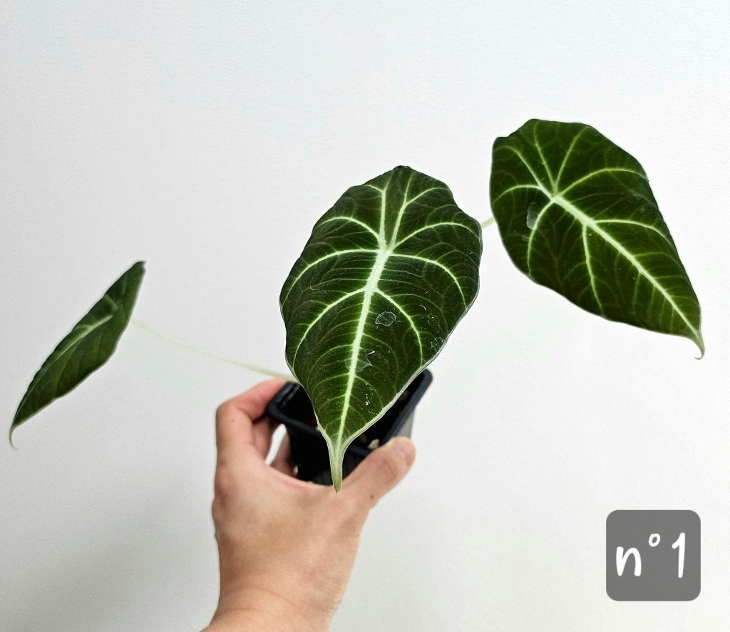Alocasia Black Velvet 6/6, Overige soorten, In pot, Minder dan 100 cm, Groene kamerplant