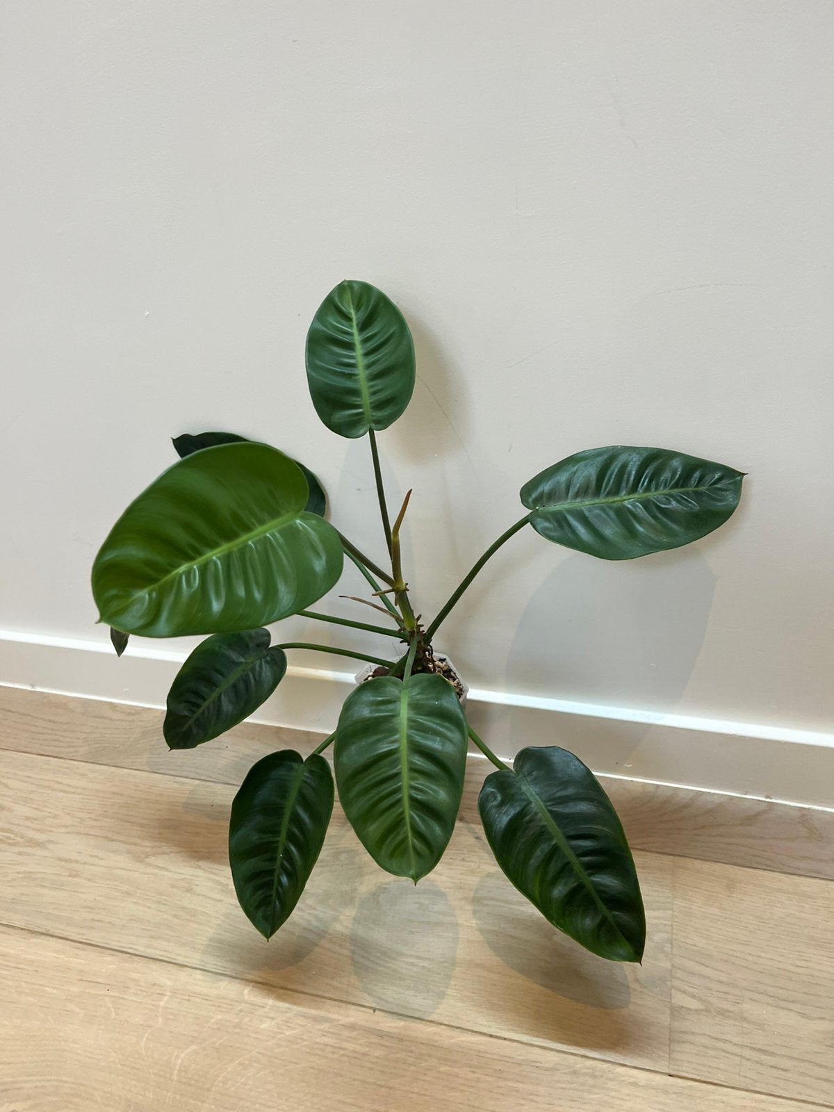 Philodendron Pulchrum, Huis en Inrichting, Ophalen of Verzenden