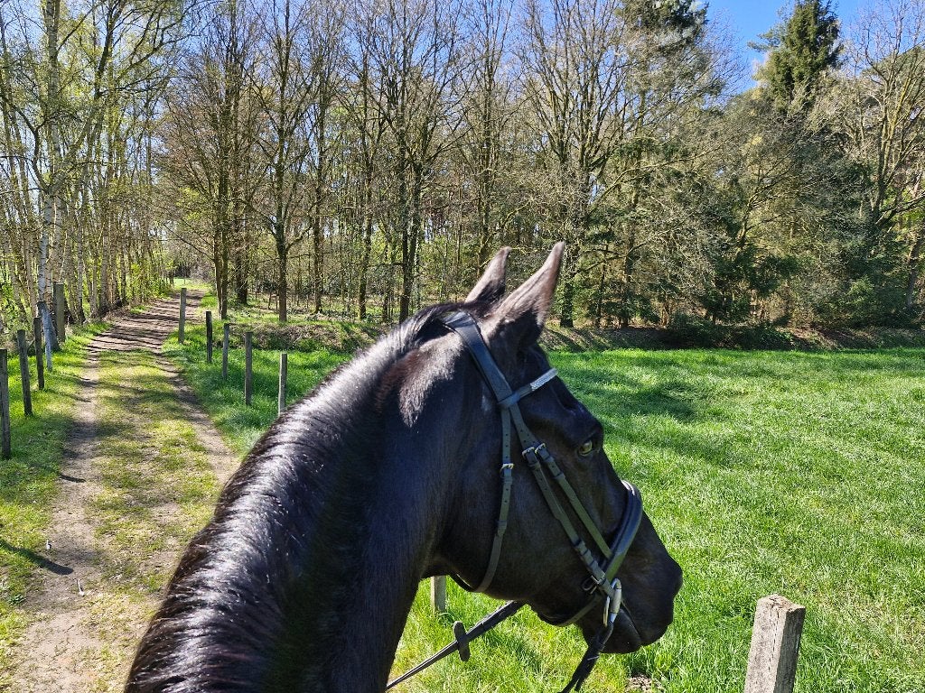 prachtige, zwarte, dressuur gefokte ruin, Dieren en Toebehoren, Paarden, Met stamboom, Ruin, Dressuurpaard, 170 tot 175 cm