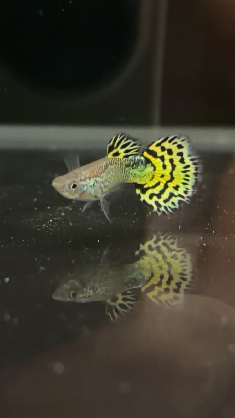 Green Cobra Guppy, Dieren en Toebehoren, Vis, Zoetwatervis, Schoolvis