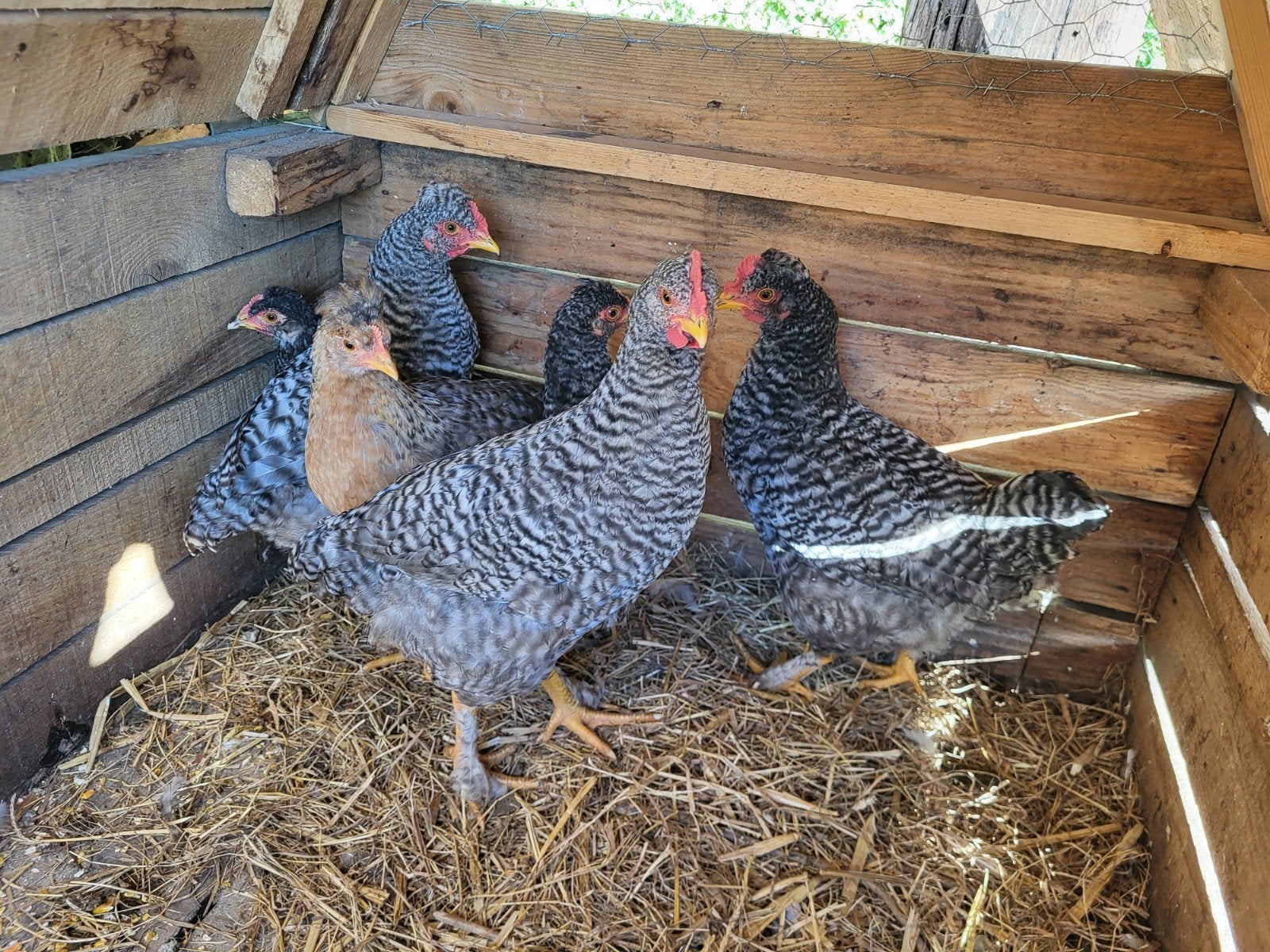 6 kuikens van 11 weken cream legbar en cream legbar x marans