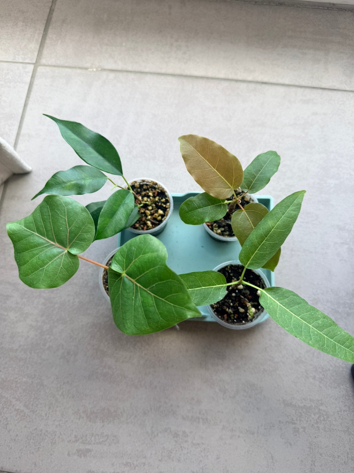 Stekjes van zeldzame ficussen, Maison & Meubles, Plantes d'intérieur, Enlèvement ou Envoi, Ficus