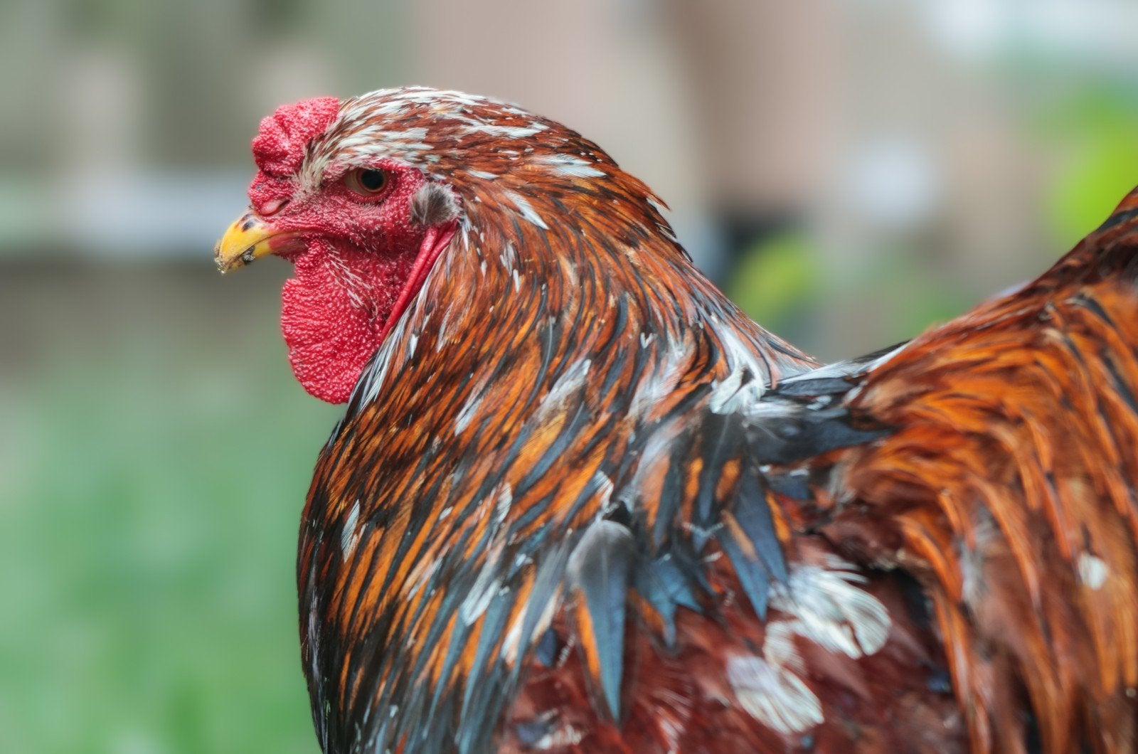 Brahma porselein hanen, Dieren en Toebehoren, Pluimvee, Kip, Mannelijk
