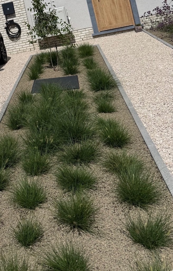 40 stuks:  'Little Bunny' - Lampenpoetsersgras, Tuin en Terras, Ophalen, Nieuw