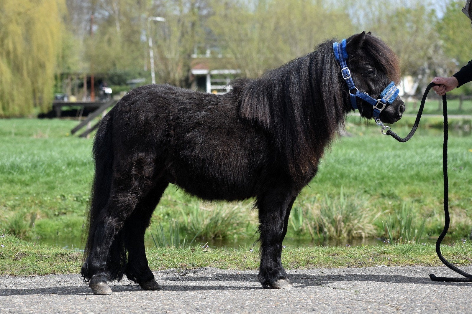 Hele leuke en lieve shetlander ruin, Dieren en Toebehoren, Pony's, Ruin, Ontwormd