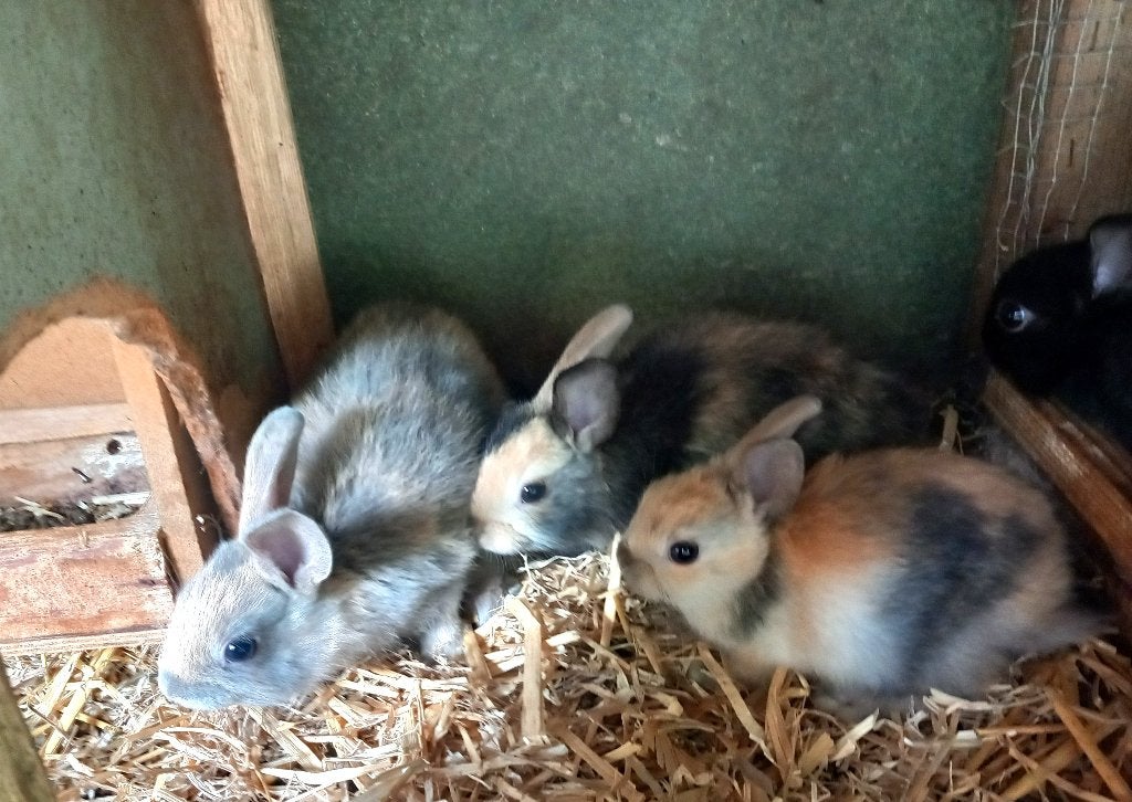 Dwergkonijnen, Dieren en Toebehoren, Meerdere dieren, Dwerg