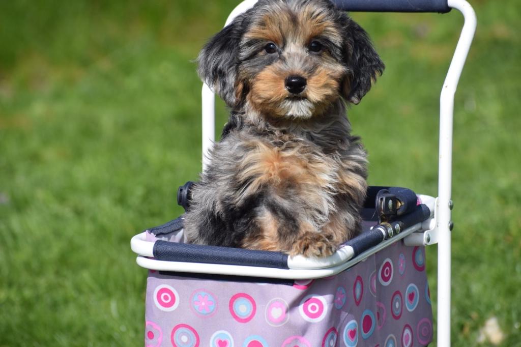 Maltipoo pups kies uw favorietje, Dieren en Toebehoren, België, Overige rassen, 8 tot 15 weken, Parvo