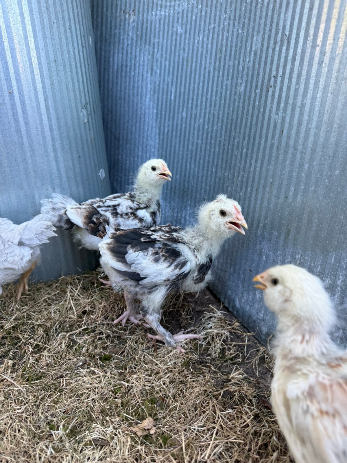 Jonge Favorelle haantjes, Dieren en Toebehoren, Pluimvee