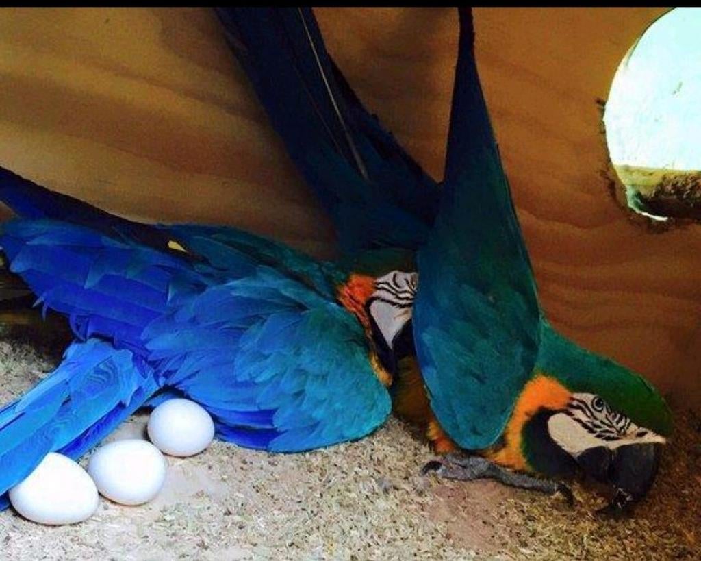 Gezocht Bevruchte eieren papegaai, Dieren en Toebehoren, Papegaai