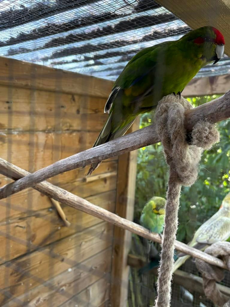 Kakariki, Dieren en Toebehoren, Vogels | Parkieten en Papegaaien