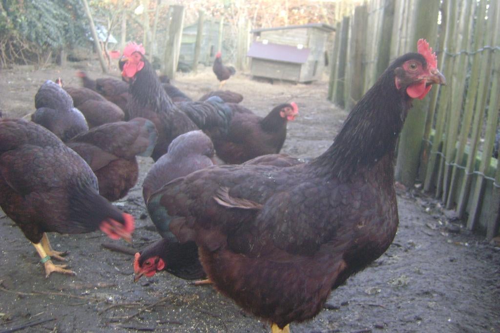 Broedeieren Red Island KRIEL, Dieren en Toebehoren, Pluimvee, Geslacht onbekend, Kip