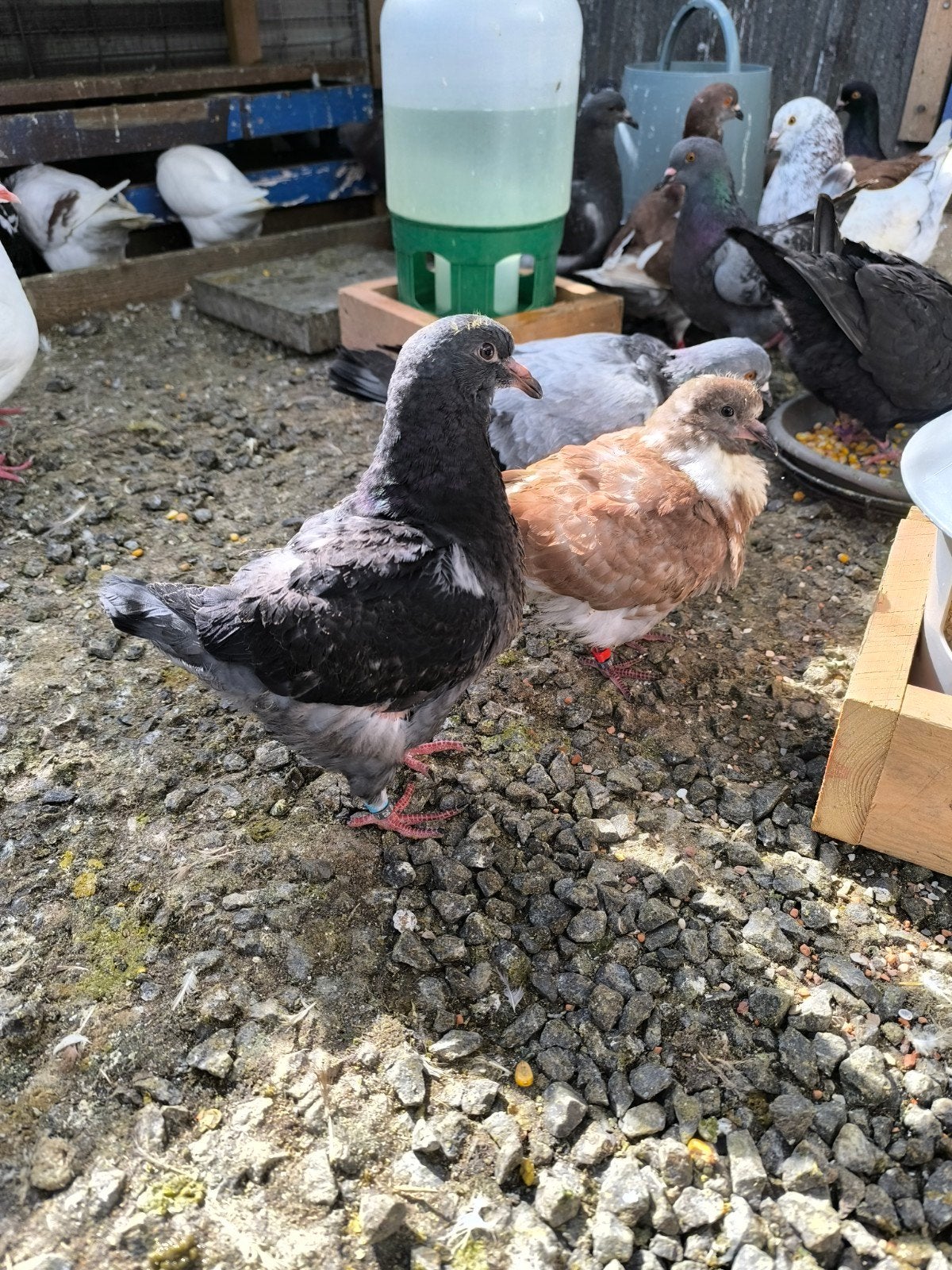 Jeunes pigeons king, Animaux & Accessoires