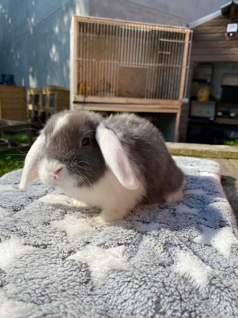 Nhd voedster, Dieren en Toebehoren, Konijnen