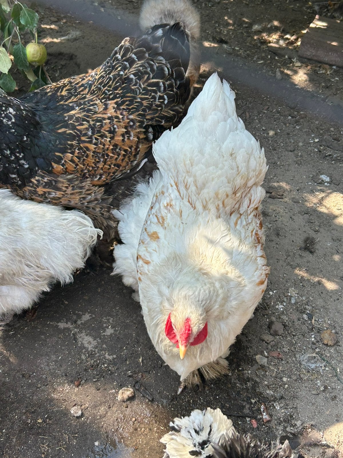 3 mooie brahma hennen te koop, Dieren en Toebehoren, Vrouwelijk, Kip