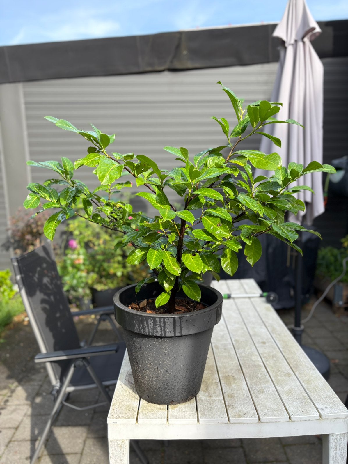Mooie Rhododendron plant in pot - enkele jaren oud, Ophalen, In pot