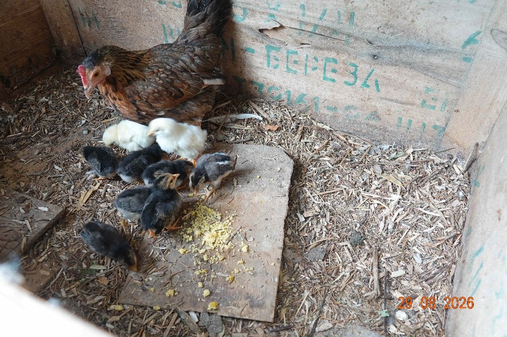 Poule avec poussins, Août, Plusieurs animaux