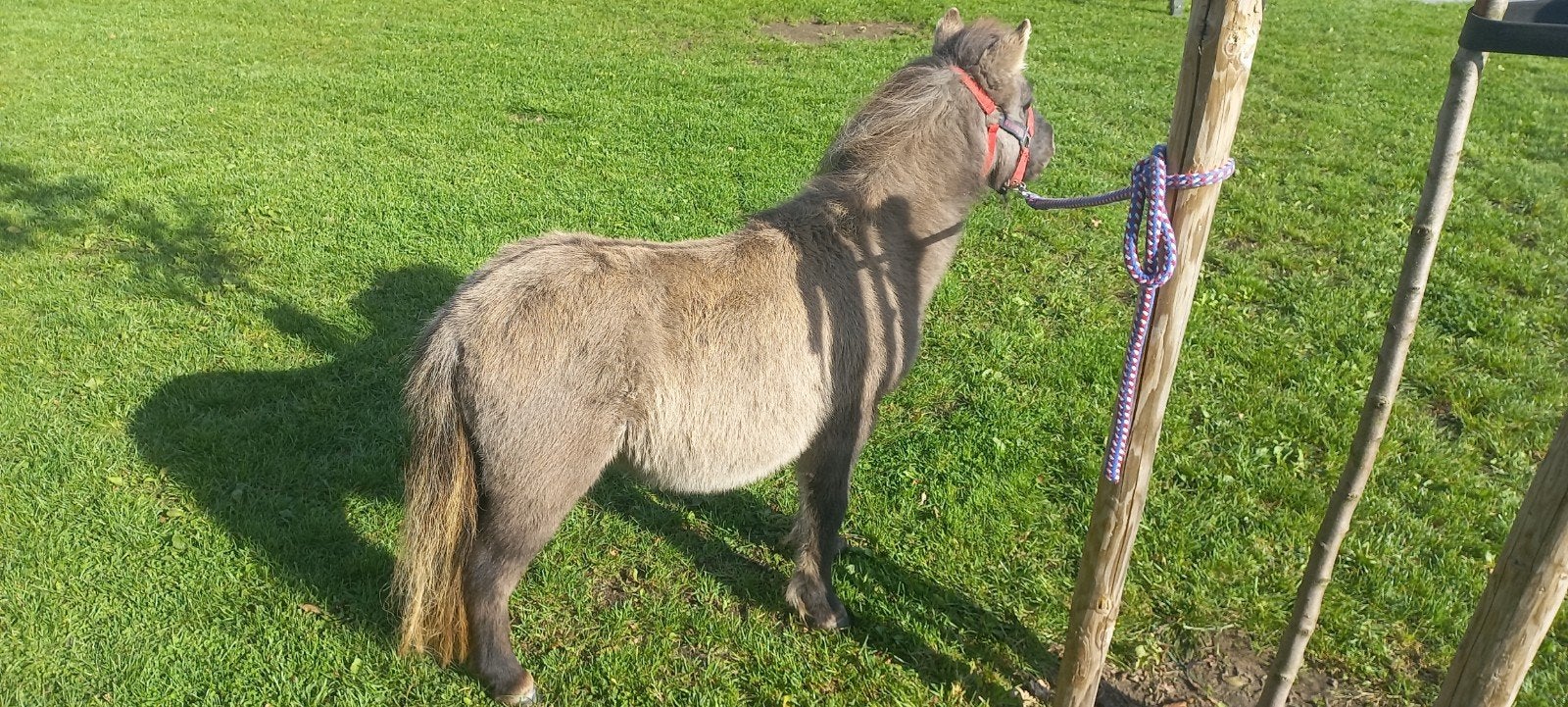 Bluedun/ Zwartbonte Merrie en Wildkleur Merrie met Veulen., Dieren en Toebehoren