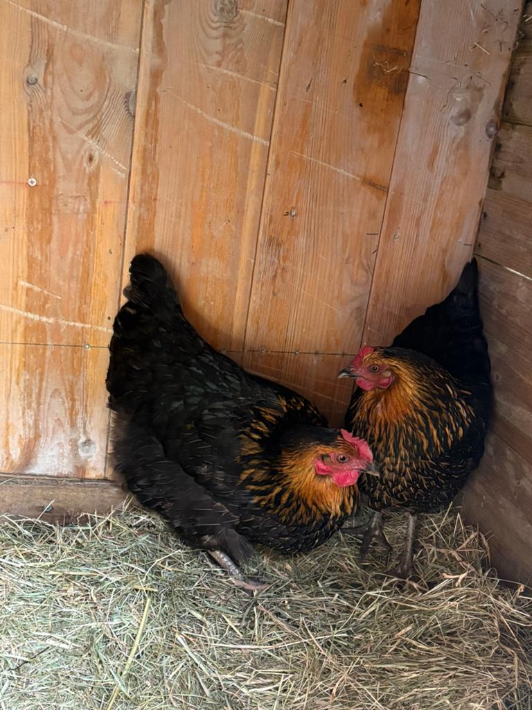 2 legkippen, Dieren en Toebehoren, Pluimvee