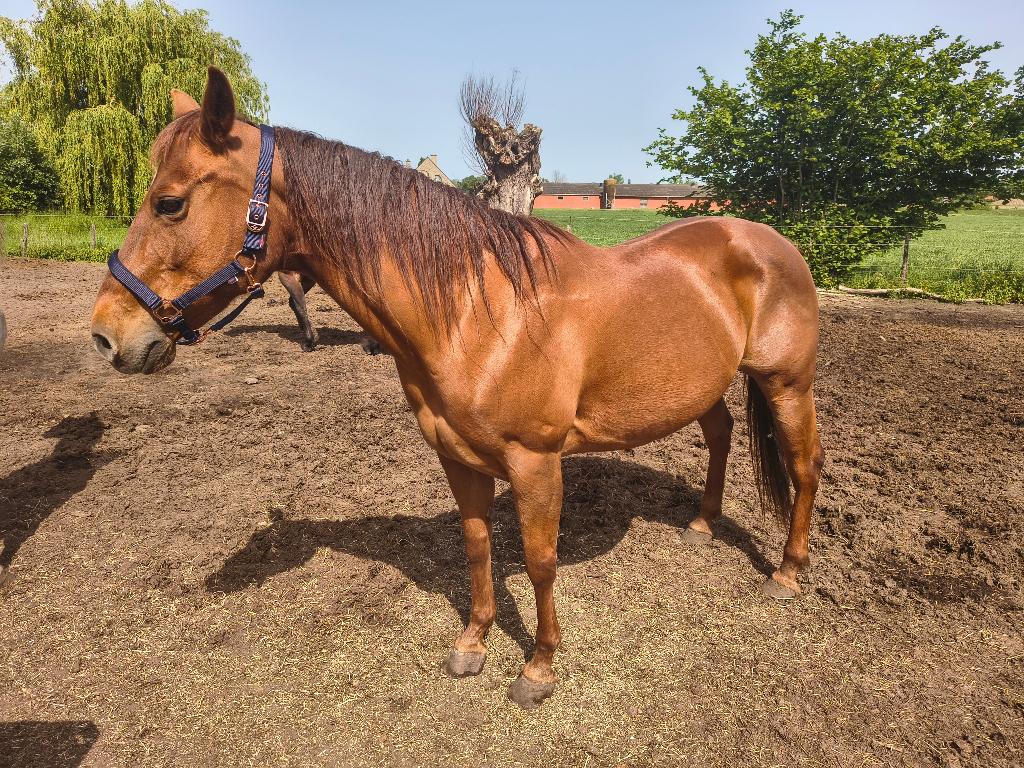 Quarter fokmerrie goede bloedlijnen, Dieren en Toebehoren, Paarden, Merrie, Minder dan 160 cm, Met stamboom, Zadelmak