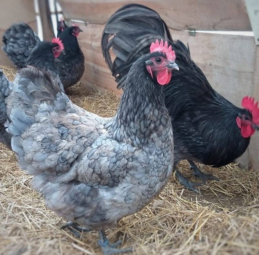 Koppel blauwe australorp kippen