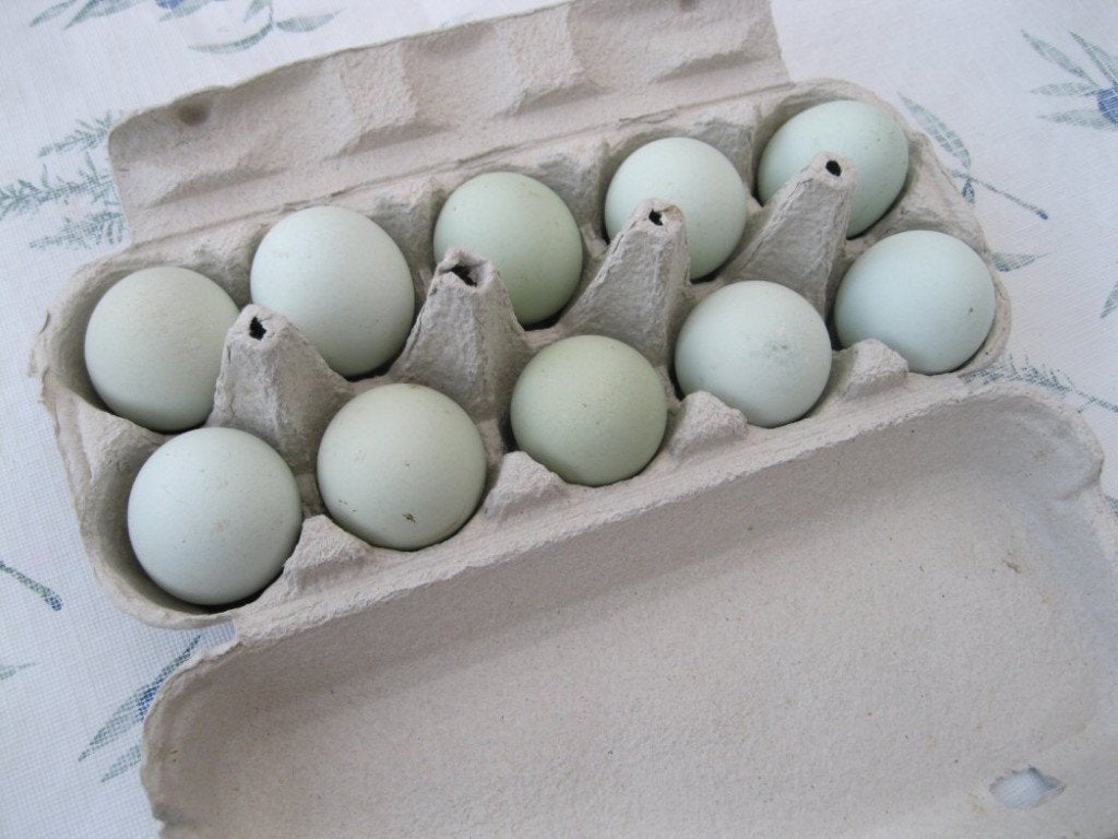 Araucana broedeieren, Dieren en Toebehoren, Pluimvee, Kip