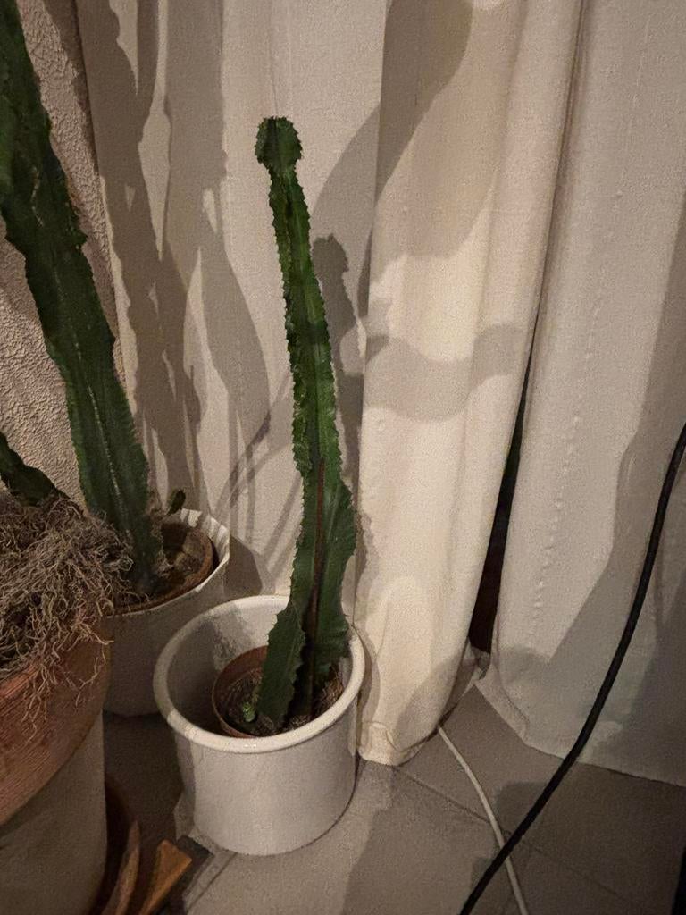Cactus +- 0,5m, Ophalen, Cactus