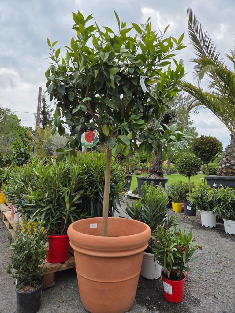 Citrus Limone Rosso, Tuin en Terras, Planten | Fruitbomen, Ophalen