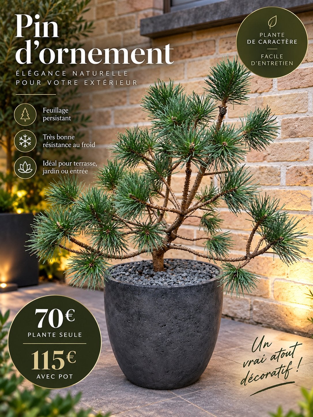 Pin, cèdre, érable etc, Jardin & Terrasse, Enlèvement