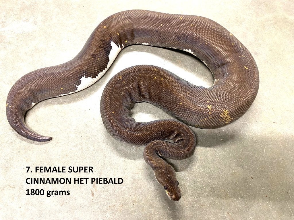 Koningspython halfwas en volwassen kweekdieren deel 1 Ball Python photo 7