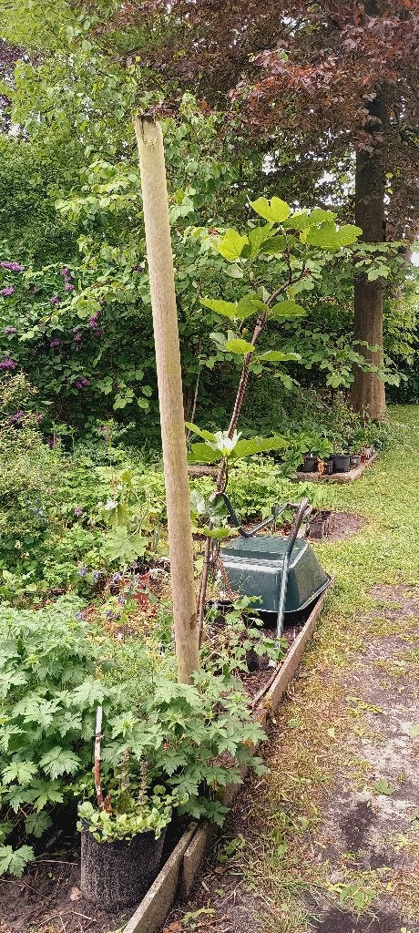 vijgenbomen ( nog 3 stuks over ), Jardin & Terrasse, Plantes | Arbres fruitiers, Enlèvement, En pot, Figuier