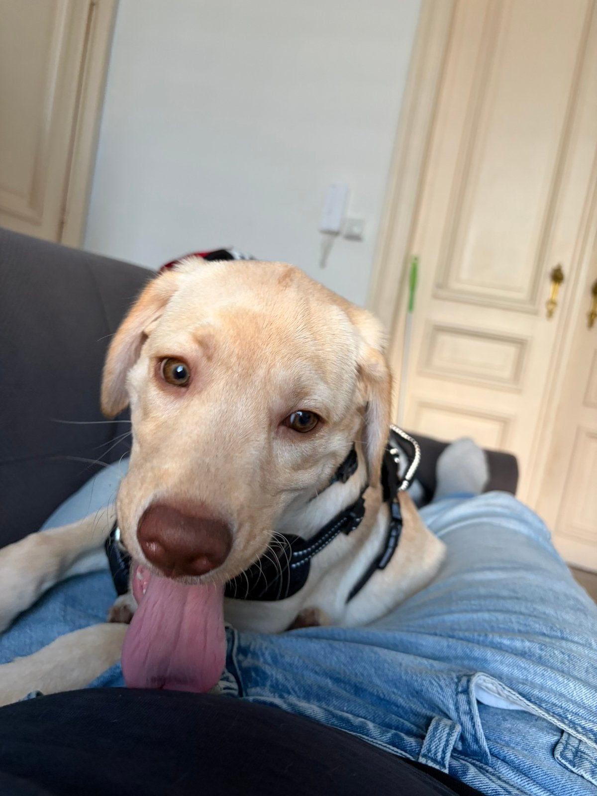 À vendre : Adorable Labrador mâle de 6 mois, Particulier, Chien (mâle), Maladie de Carré (chiens), Autres races