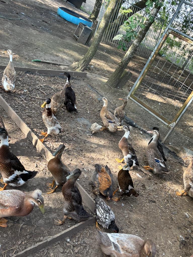 Volwassen rouen eenden te koop, Dieren en Toebehoren, Pluimvee, Mannelijk