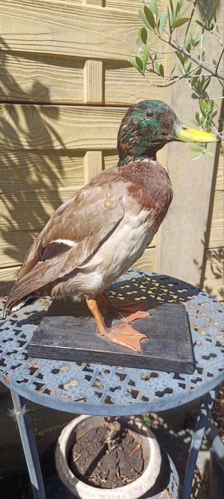 opgezet eend taxidermie, Verzamelen, Ophalen of Verzenden