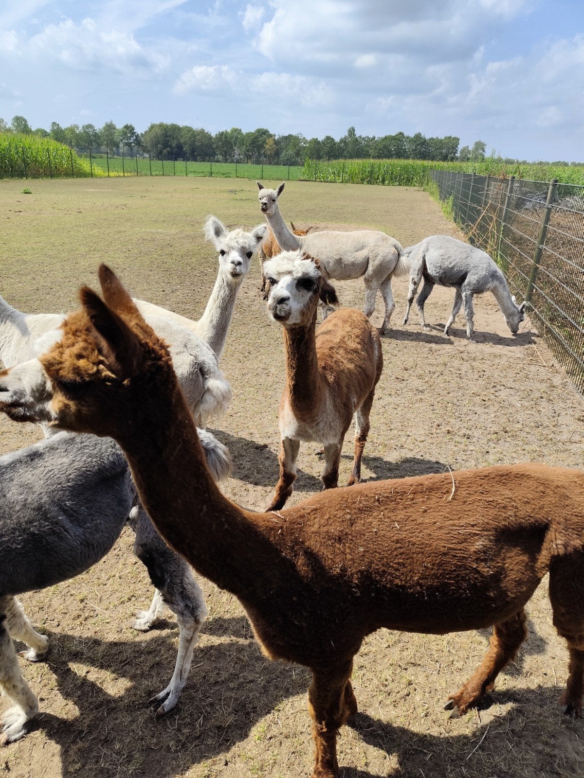 Diverse alpacas te koop, Dieren en Toebehoren, Januari, Meerdere dieren