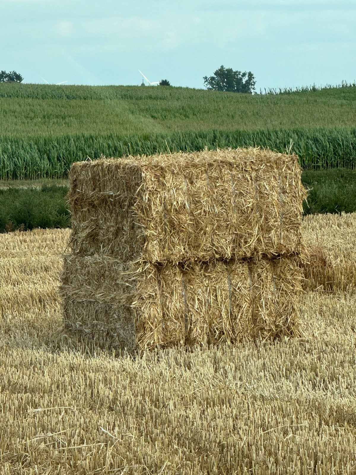 Tarwe stro 2026, Articles professionnels, Agriculture | Aliments pour bétail, Enlèvement