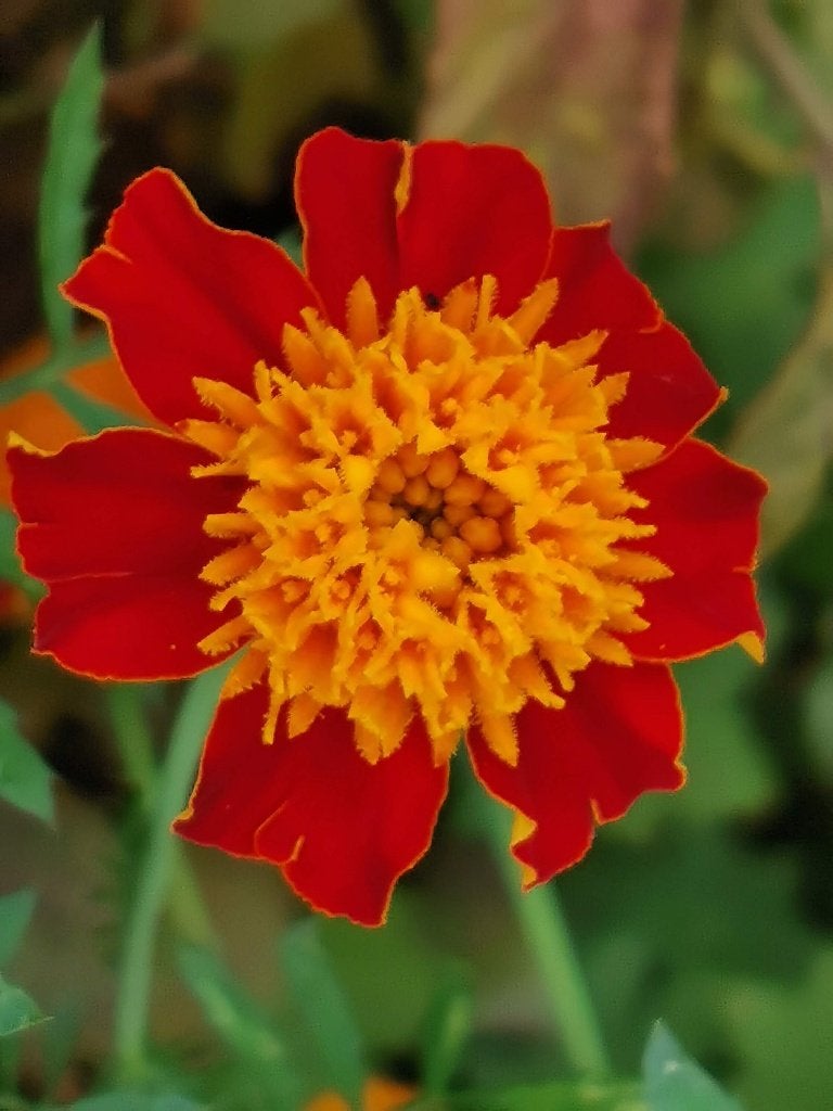 20 zaden Tagetes Orange Flame, Ophalen of Verzenden, Voorjaar, Zaad