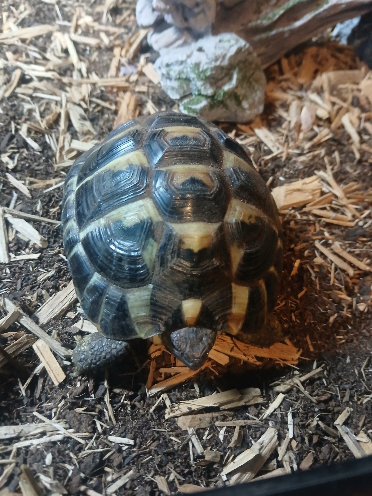 Tortue terrestre avec terrarium, Tortue, Avec terrarium, 0 à 2 ans